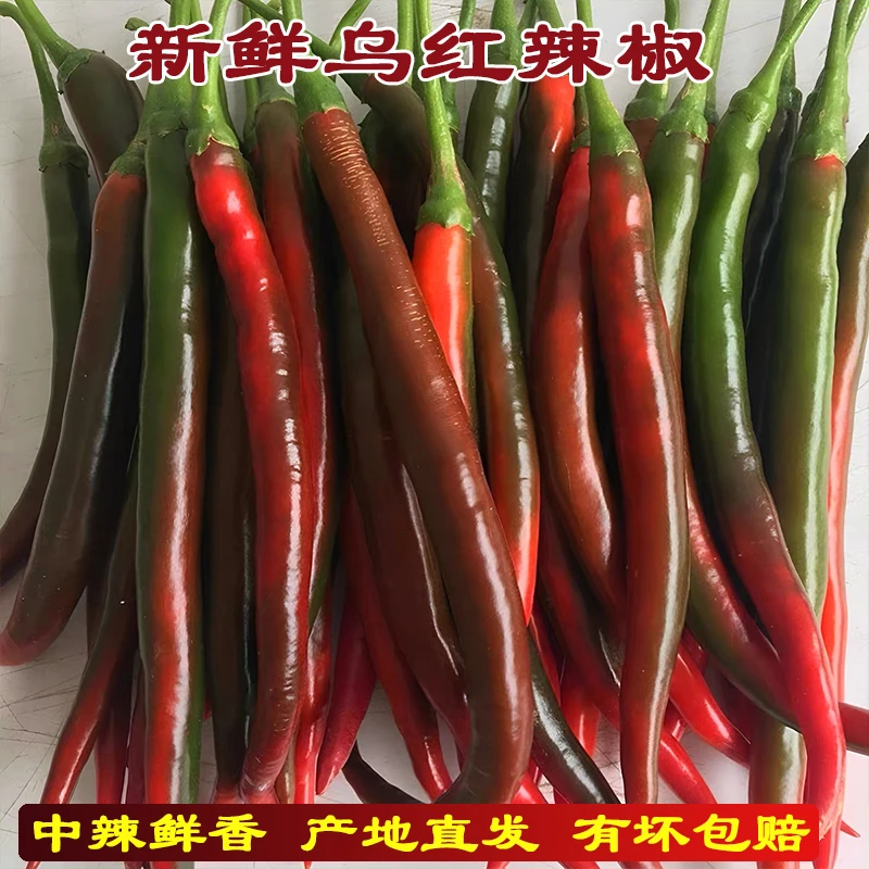 现摘新鲜红线椒红二荆条红辣椒农家自种当季中辣蔬菜乌红辣椒