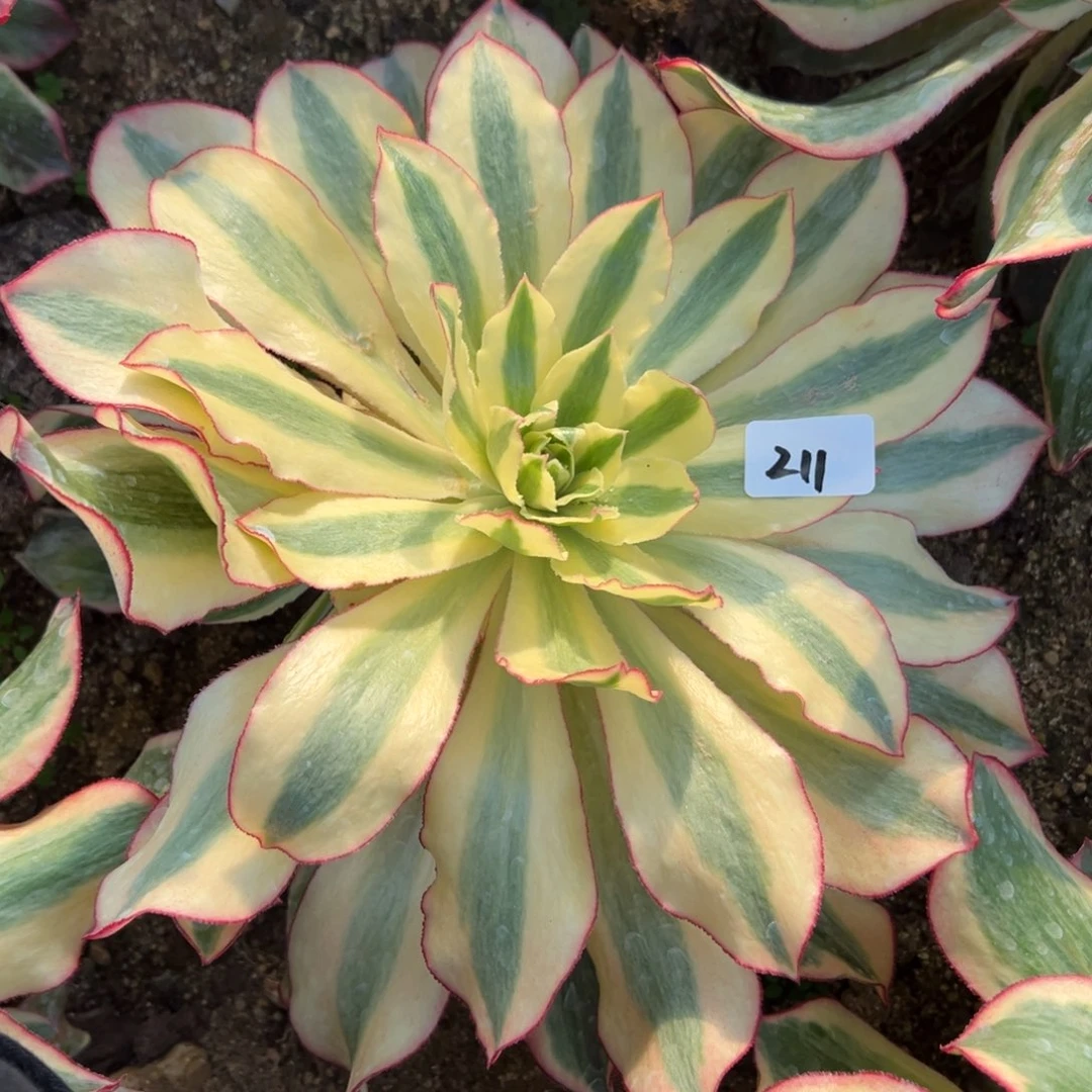 *️****211黄魅影多肉多肉植物