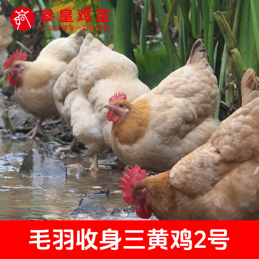 参皇参皇三黄2号母苗 金黄亮丽鸡