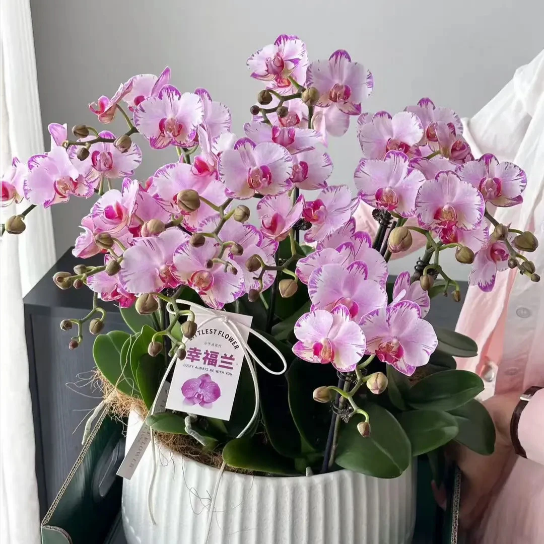 【两个花剑】 稀有品种 粉闪电 蝴蝶兰