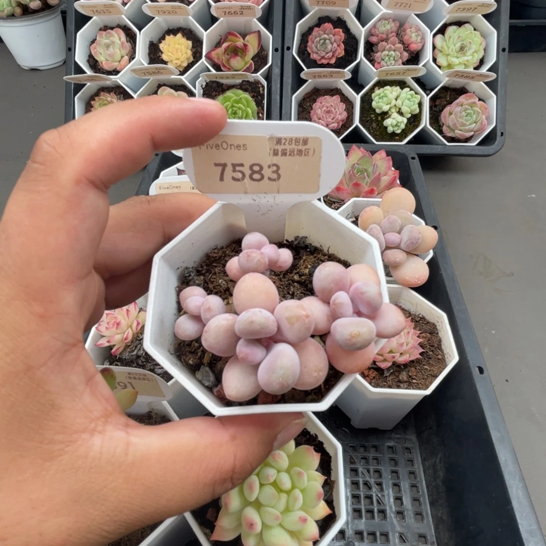 7583桃蛋 4.5厘米