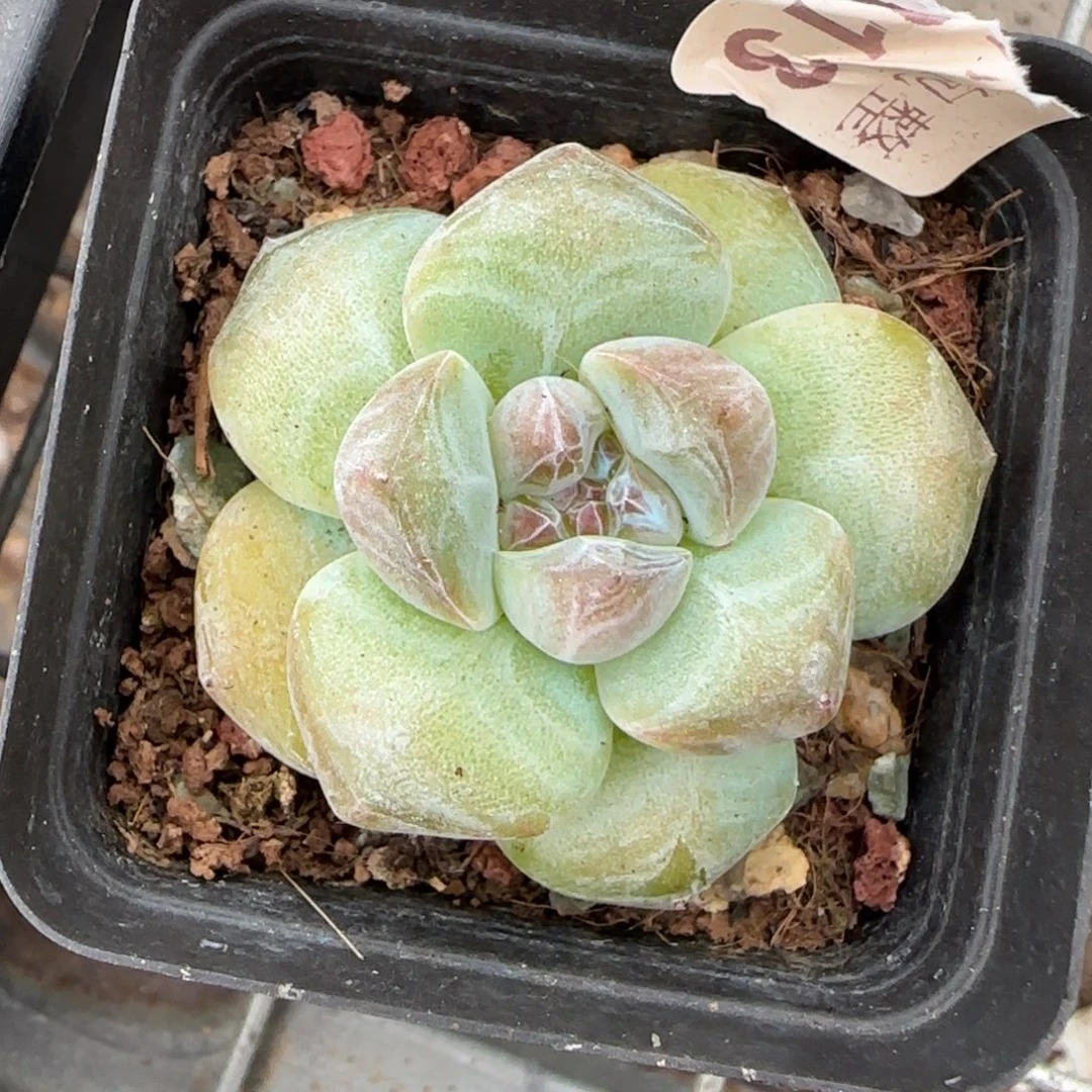 小卡拉米糖心一物一拍