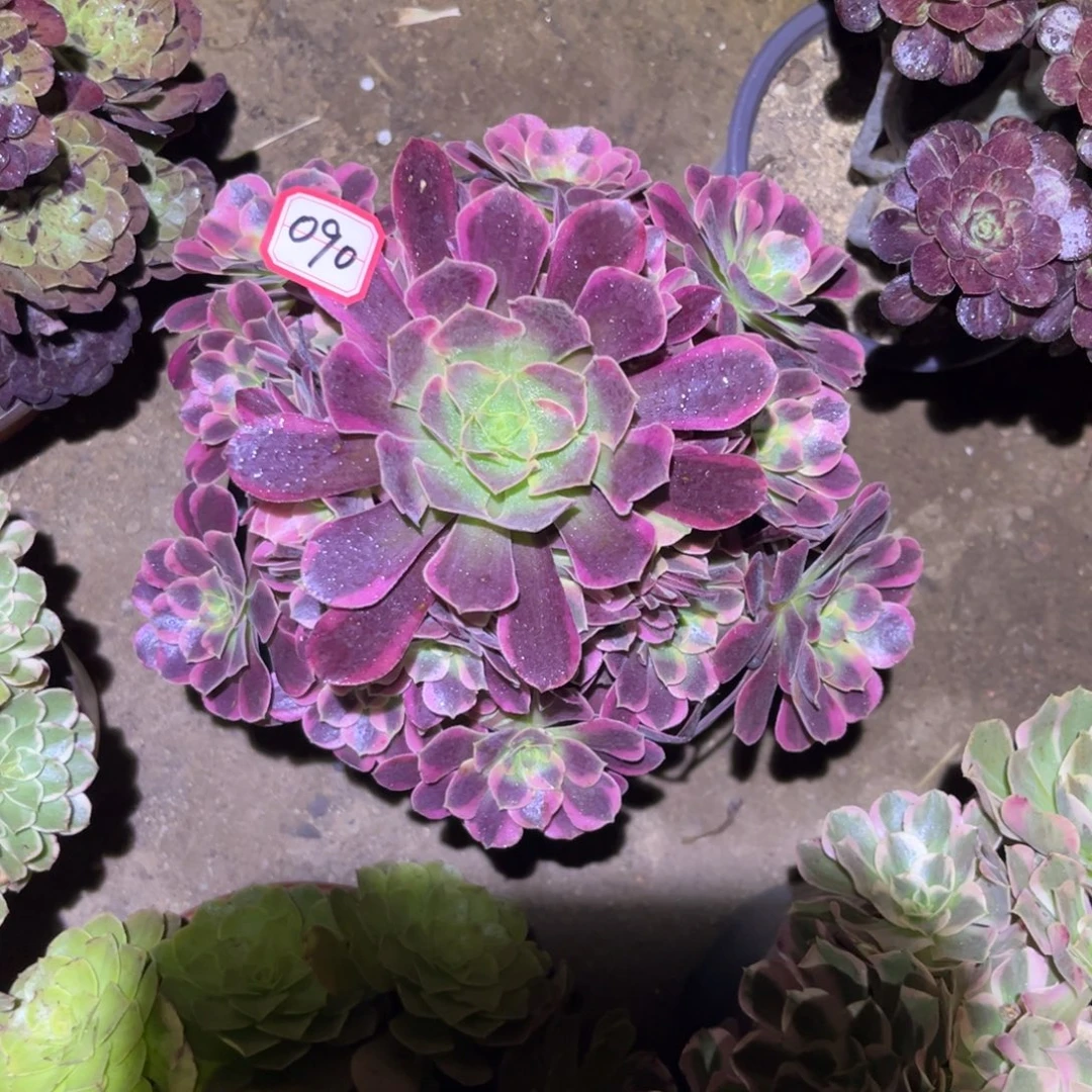 090多肉植物凤冠法师