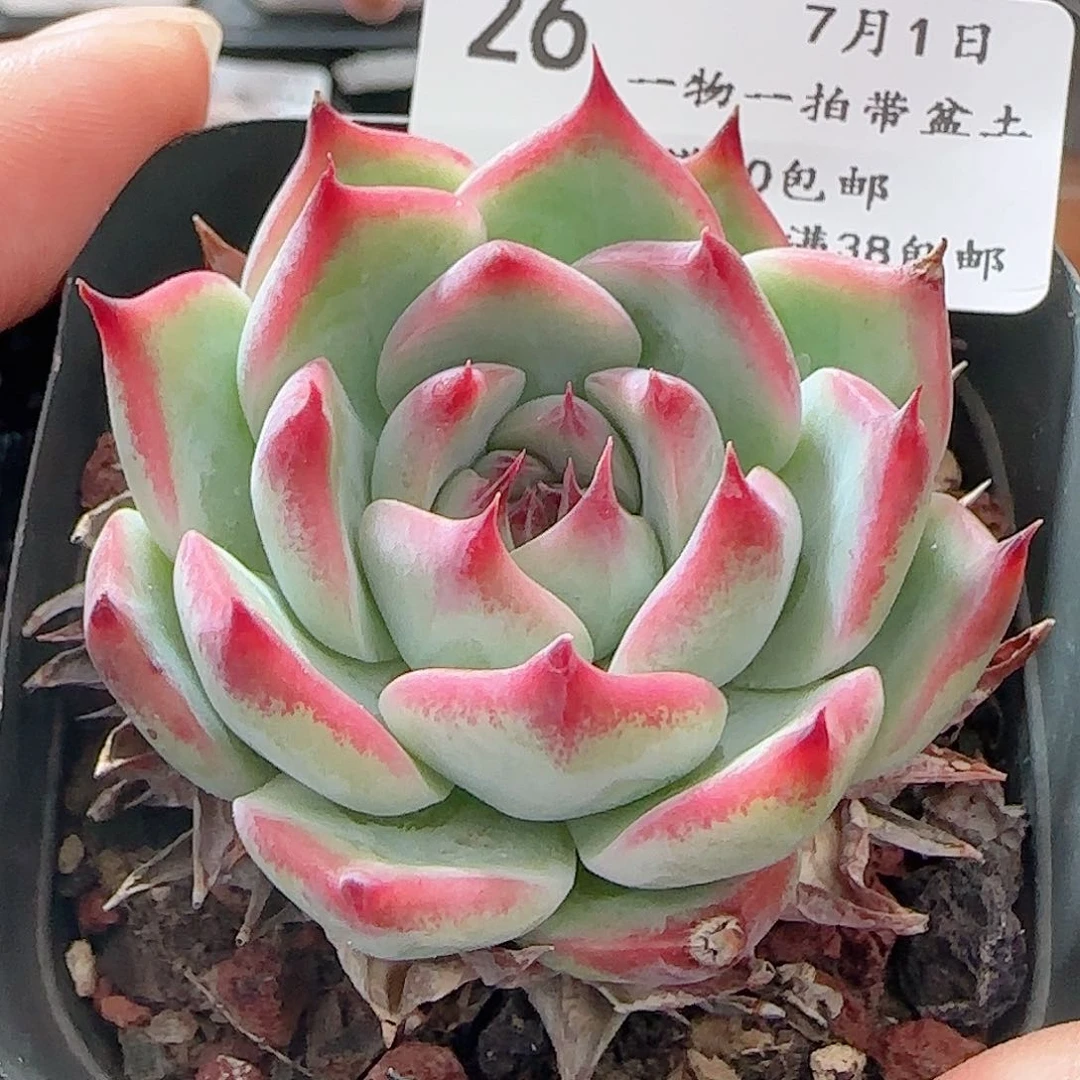多肉0701-26水蜜桃吉娃娃