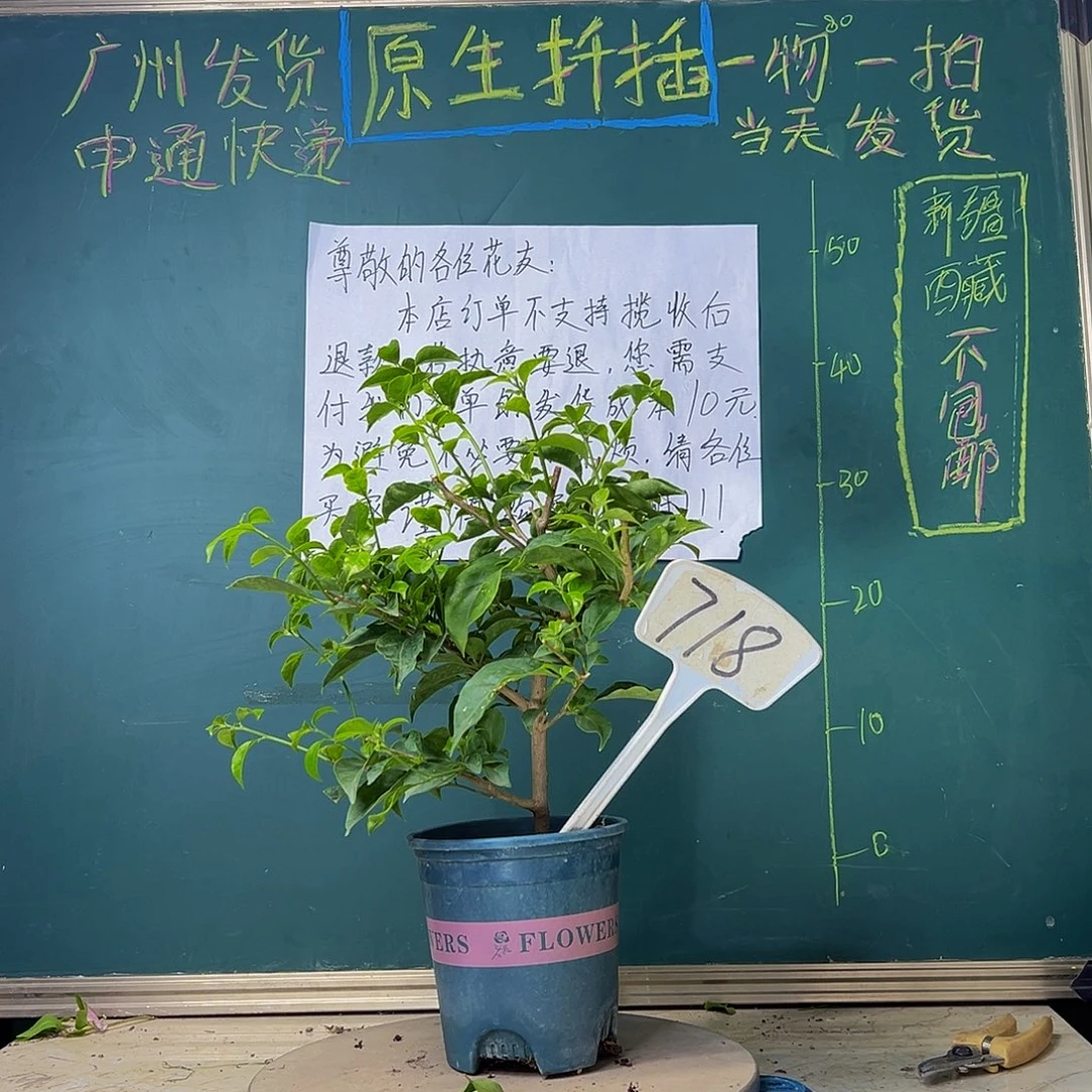 当前无花栽培后可以开花雪紫718