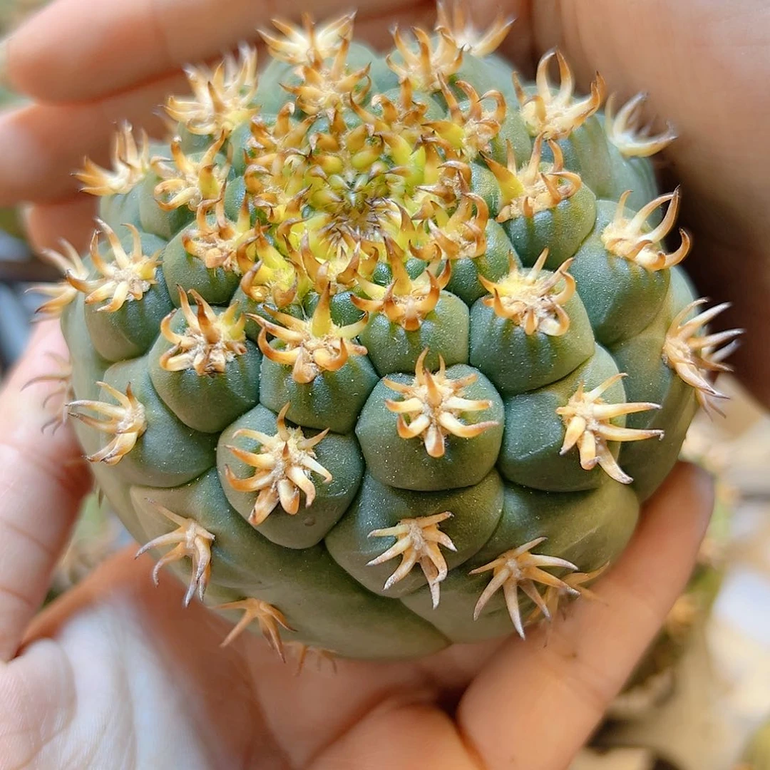 苗接带中刺猫爪无根7公分