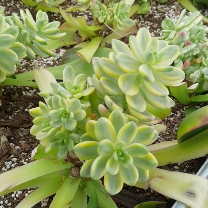 香格里拉白覆轮锦群捌下发