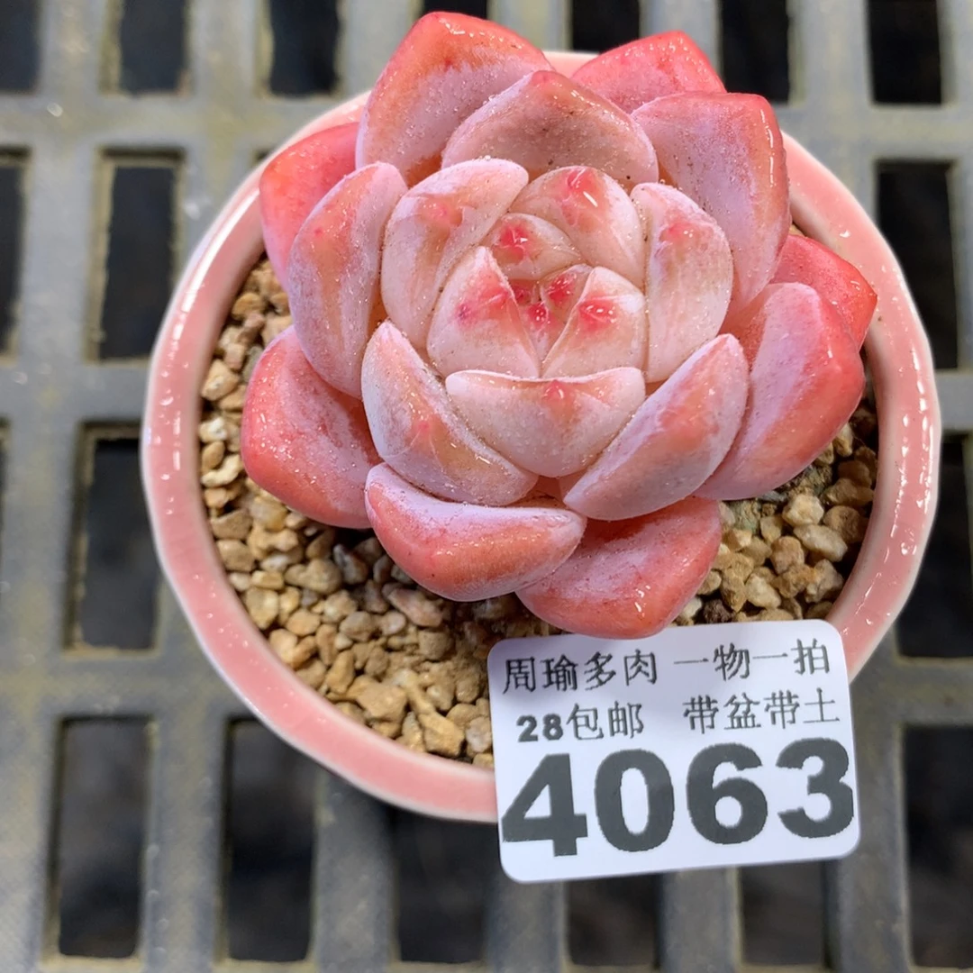 精控多肉植物4063