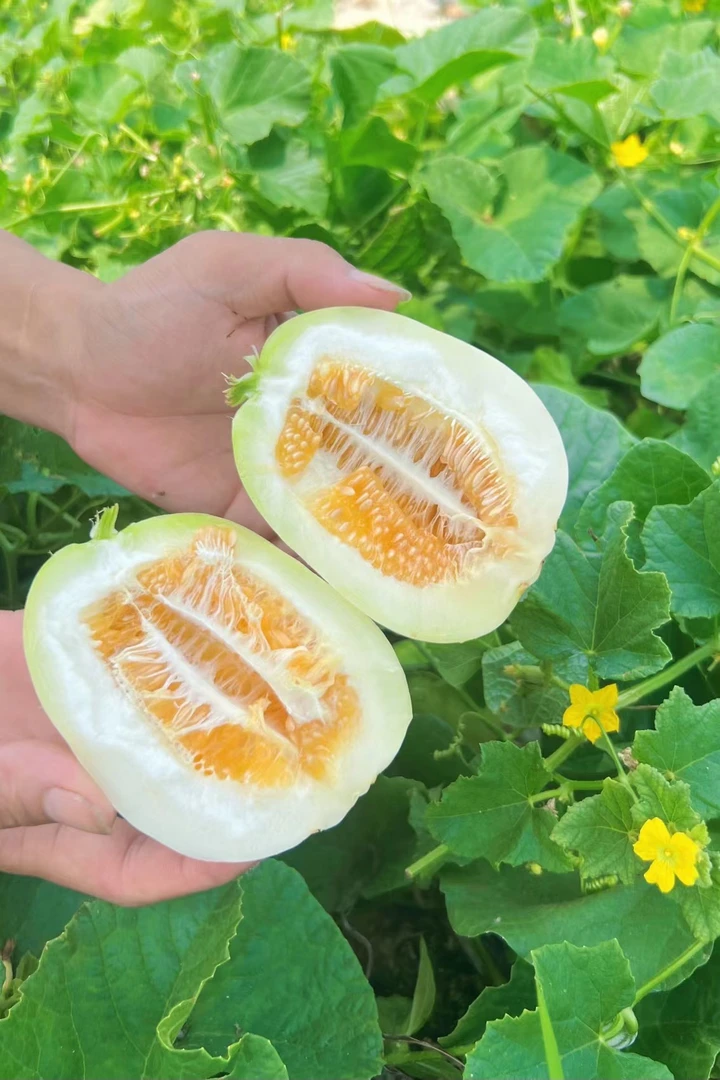 顺丰包邮更新鲜  永新本地老品种金瓜上市