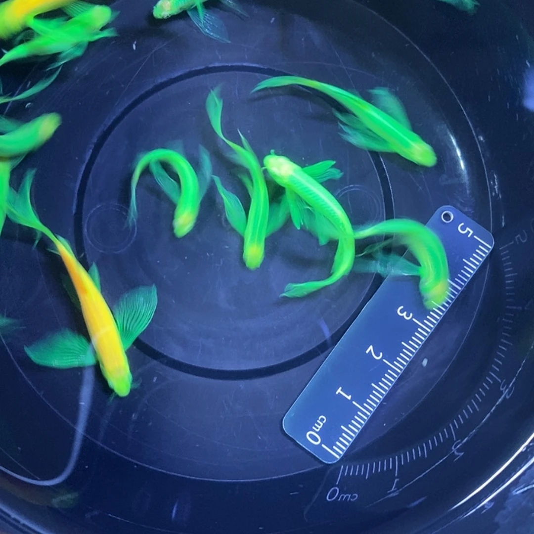 斑马鱼蝶翼斑马福利翡翠3-4厘米 10条