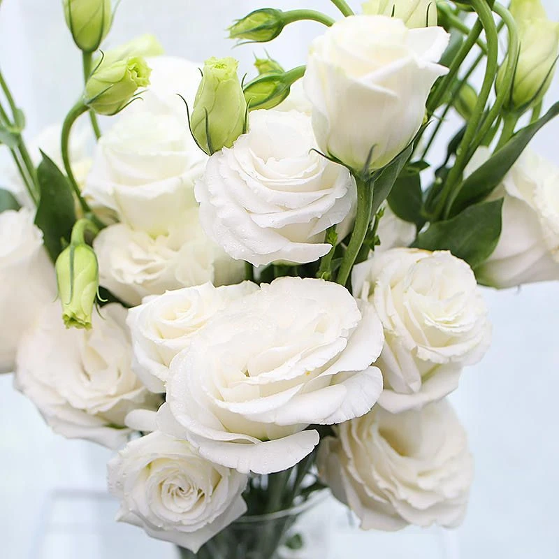 DIY自选花材单枝白色洋桔梗