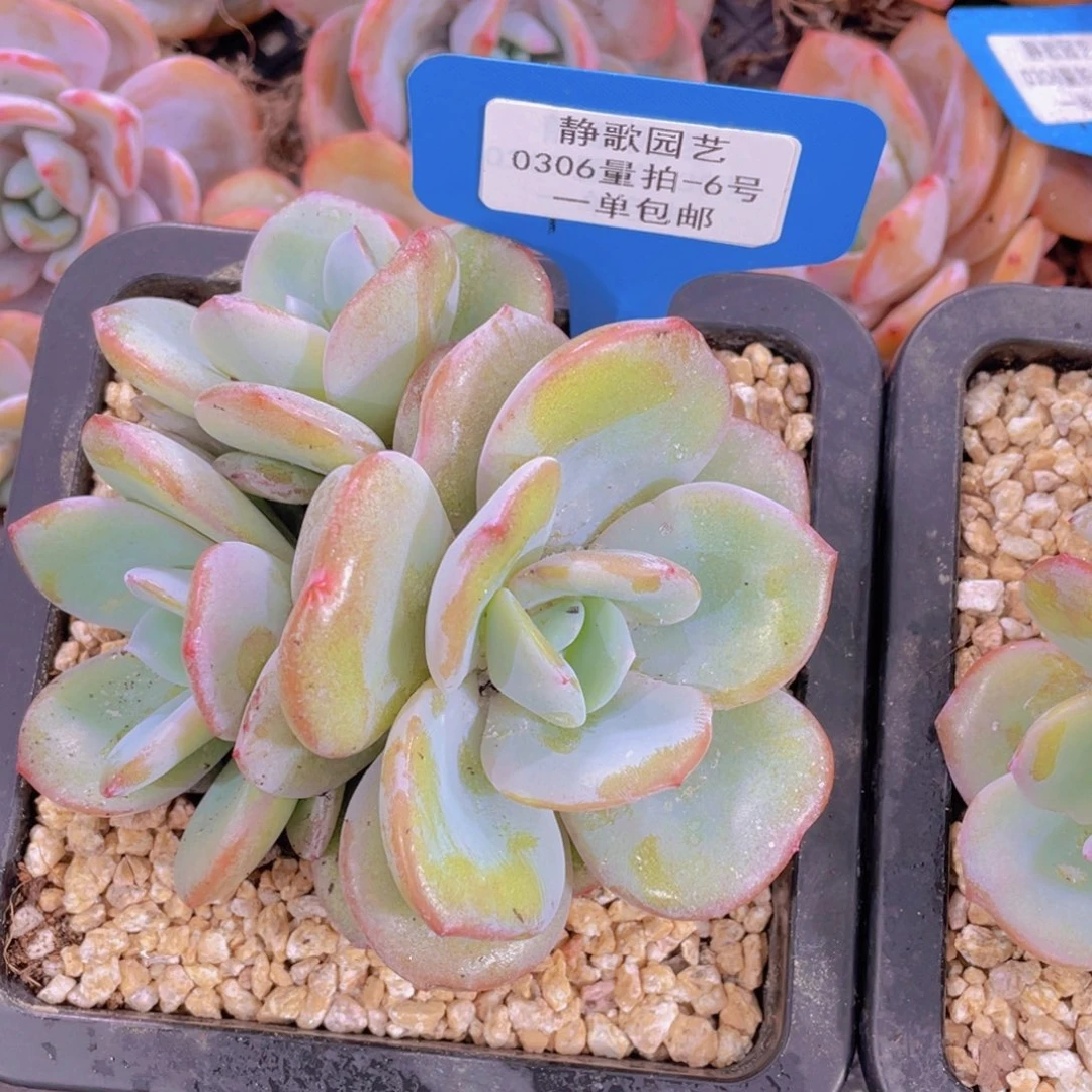 0306-6-奶茶自然群一颗