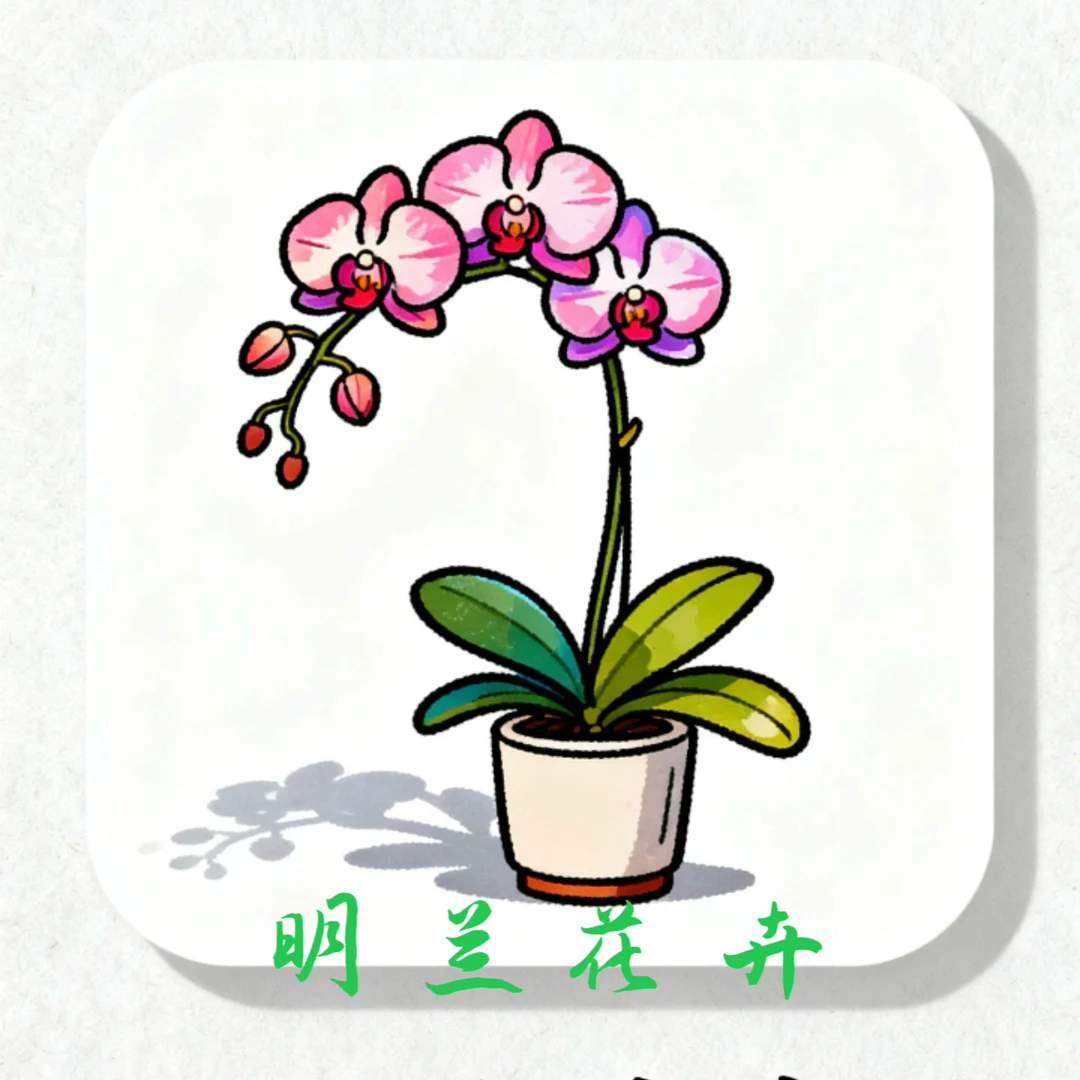 蝴蝶兰--【三和王子】任意两颗包邮，只拍一颗默认发【花后苗】！！