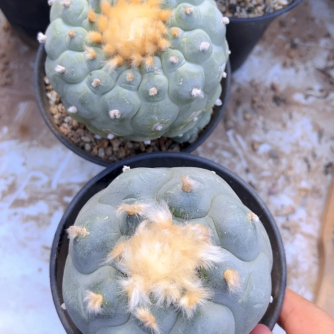 叁***壹苗接海鲜，尺寸9厘米