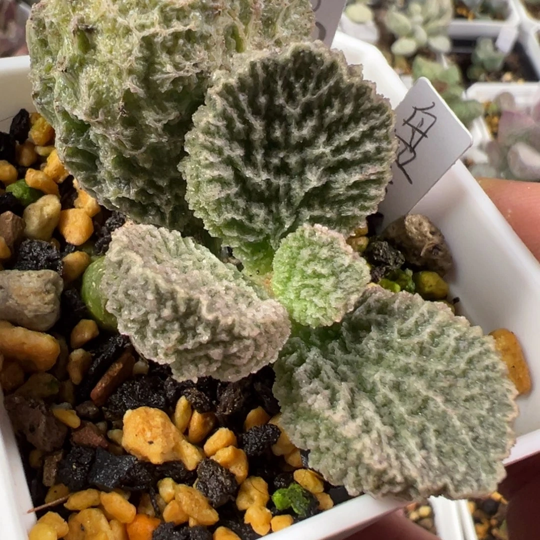 024-5069盘古超大型种