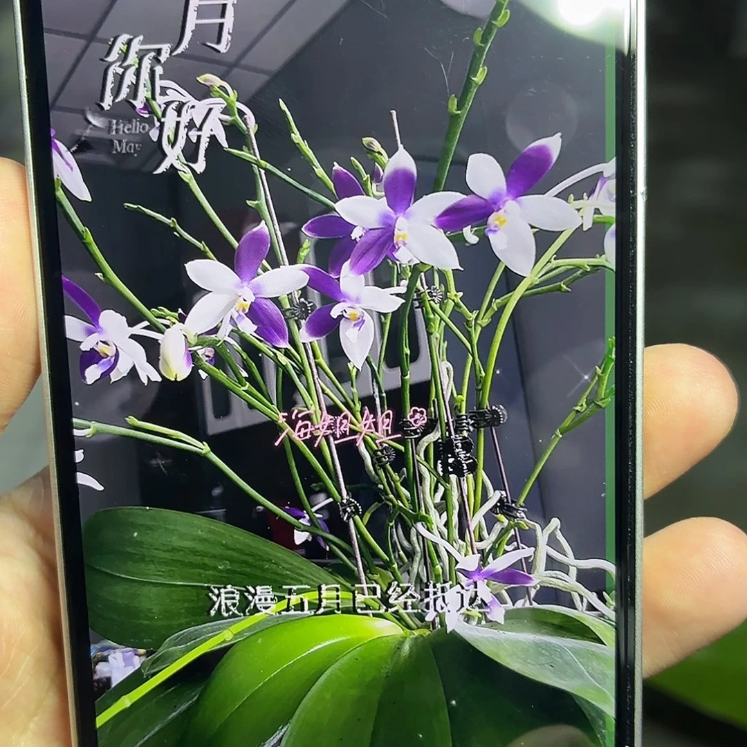 当前无花朵，栽培后可花朵A2142北冰洋三寸蓝白跳