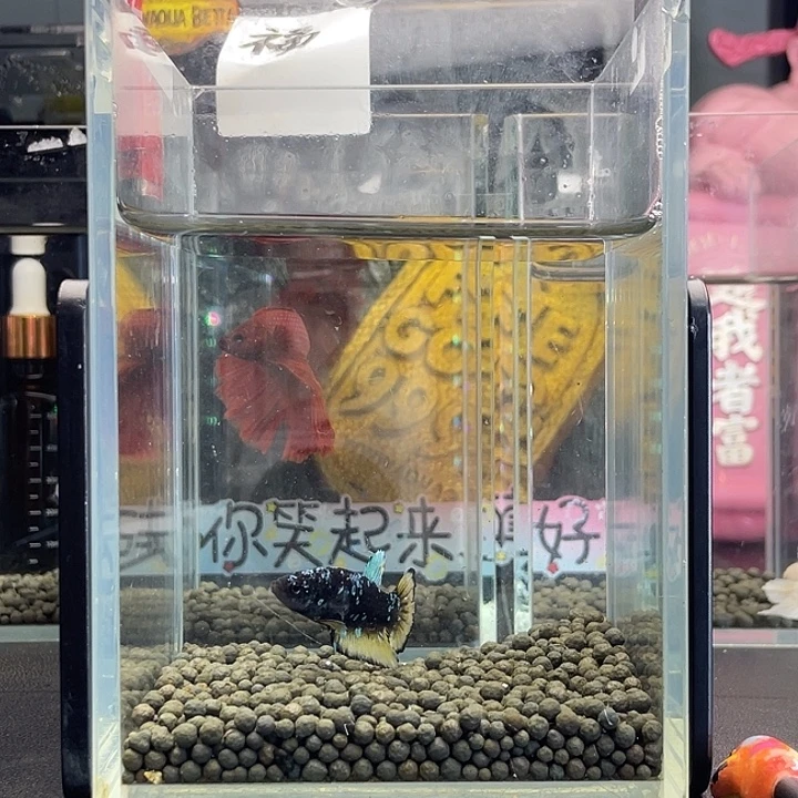 斗鱼33号925早暗黑