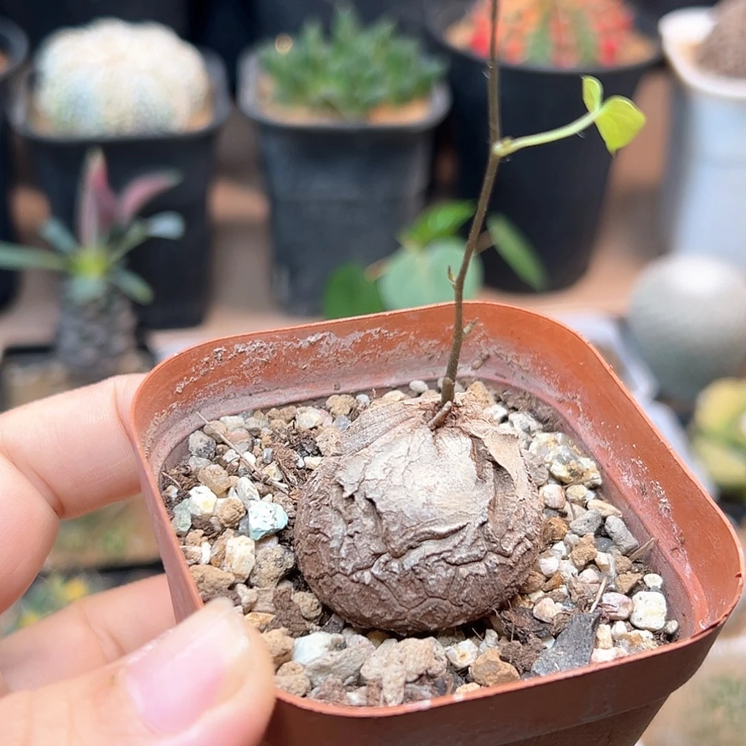 无花朵南非龟甲龙实生3.3CM