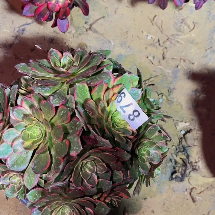 879黄金万两多肉植物处理不售后