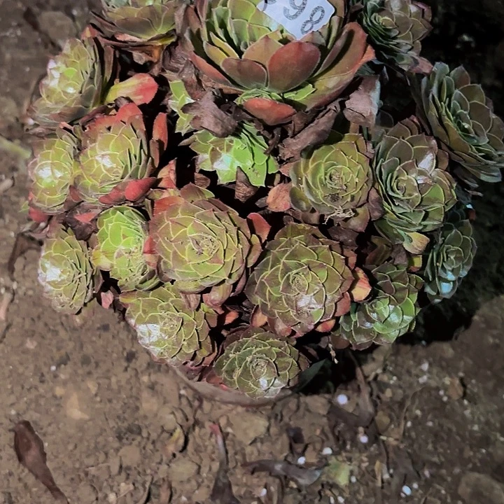 863花月夜多肉植物