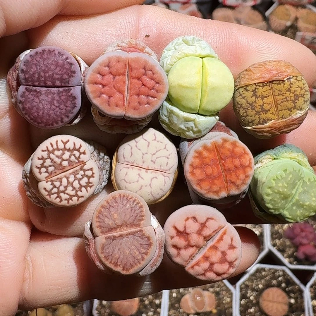 生石花223:/。  15