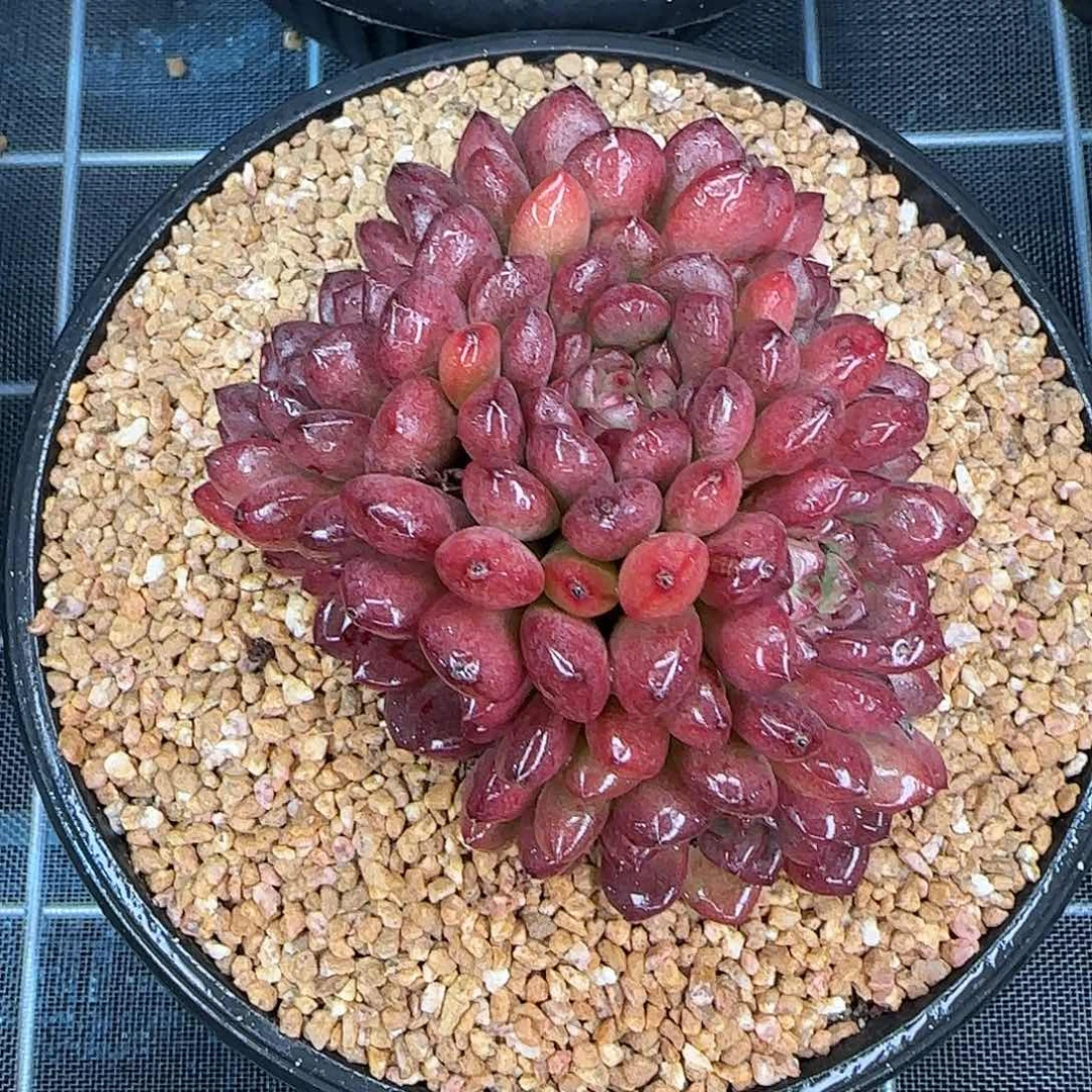 从前慢花园精选红宝石群