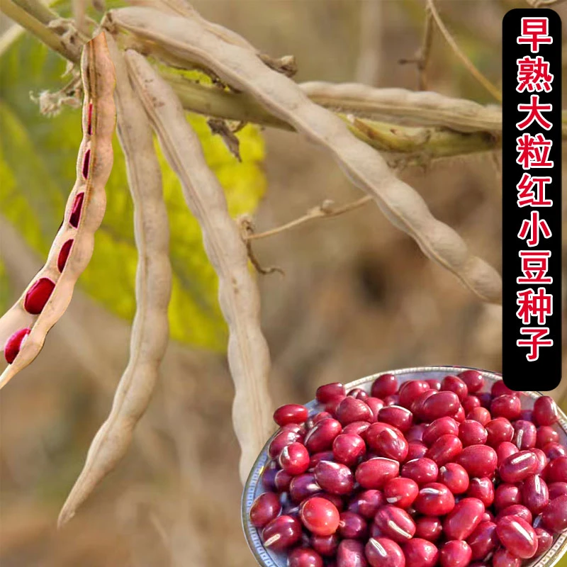 红豆种子早熟高产易活养生红小豆种籽农家赤豆小红豆四季种植庭院