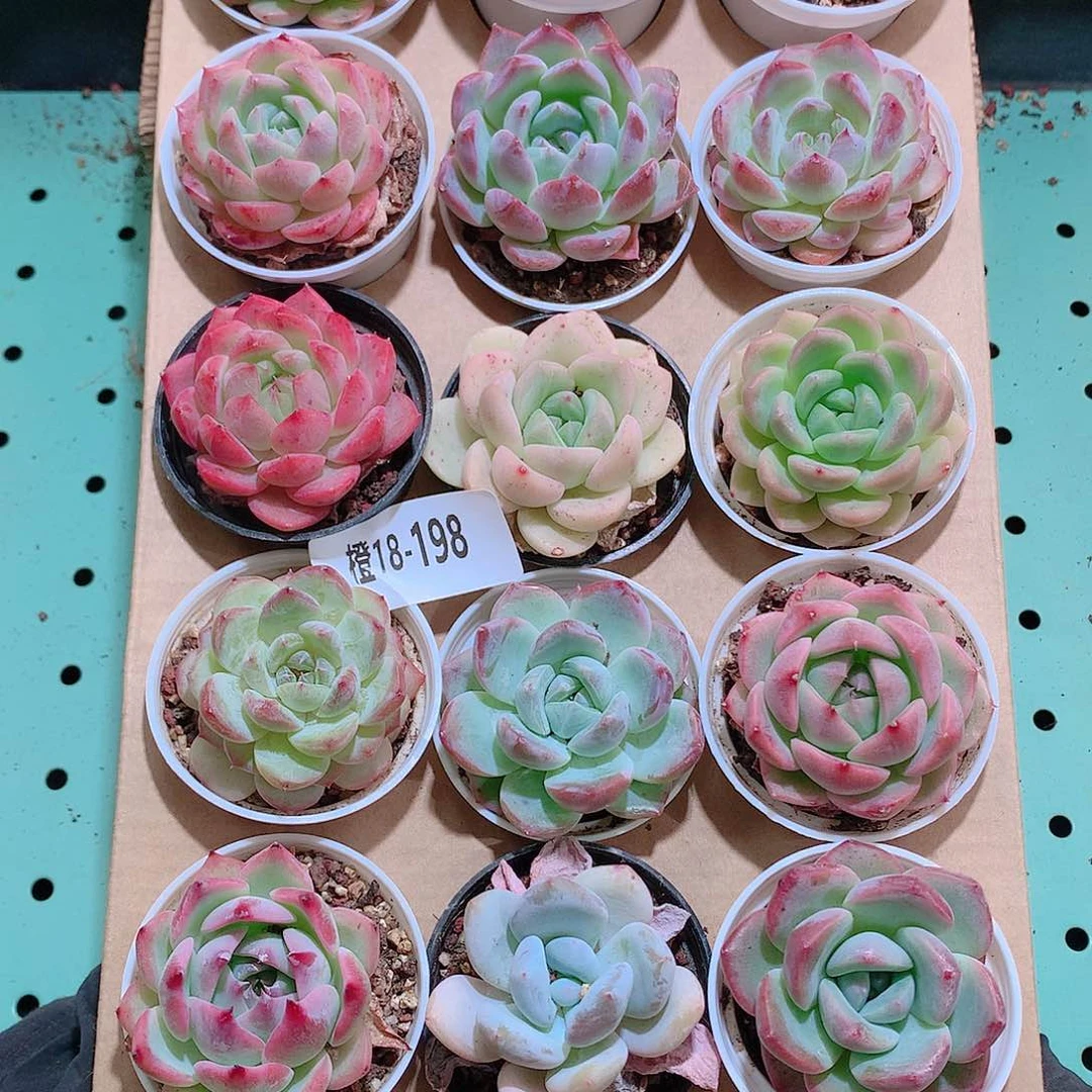 18-198一物一拍带盆18颗