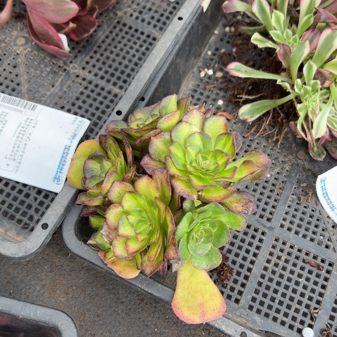 4个龙鳞朵朵多肉植物