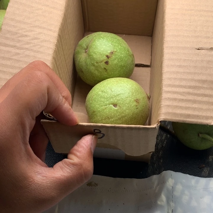 文玩核桃吊坠青皮霸王龙大果，一对不退不换