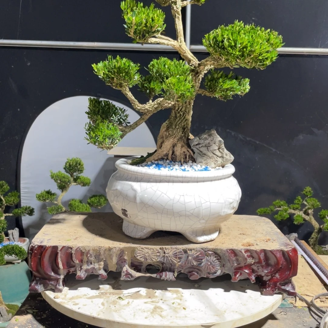 完全开放景****伟黄杨盆景