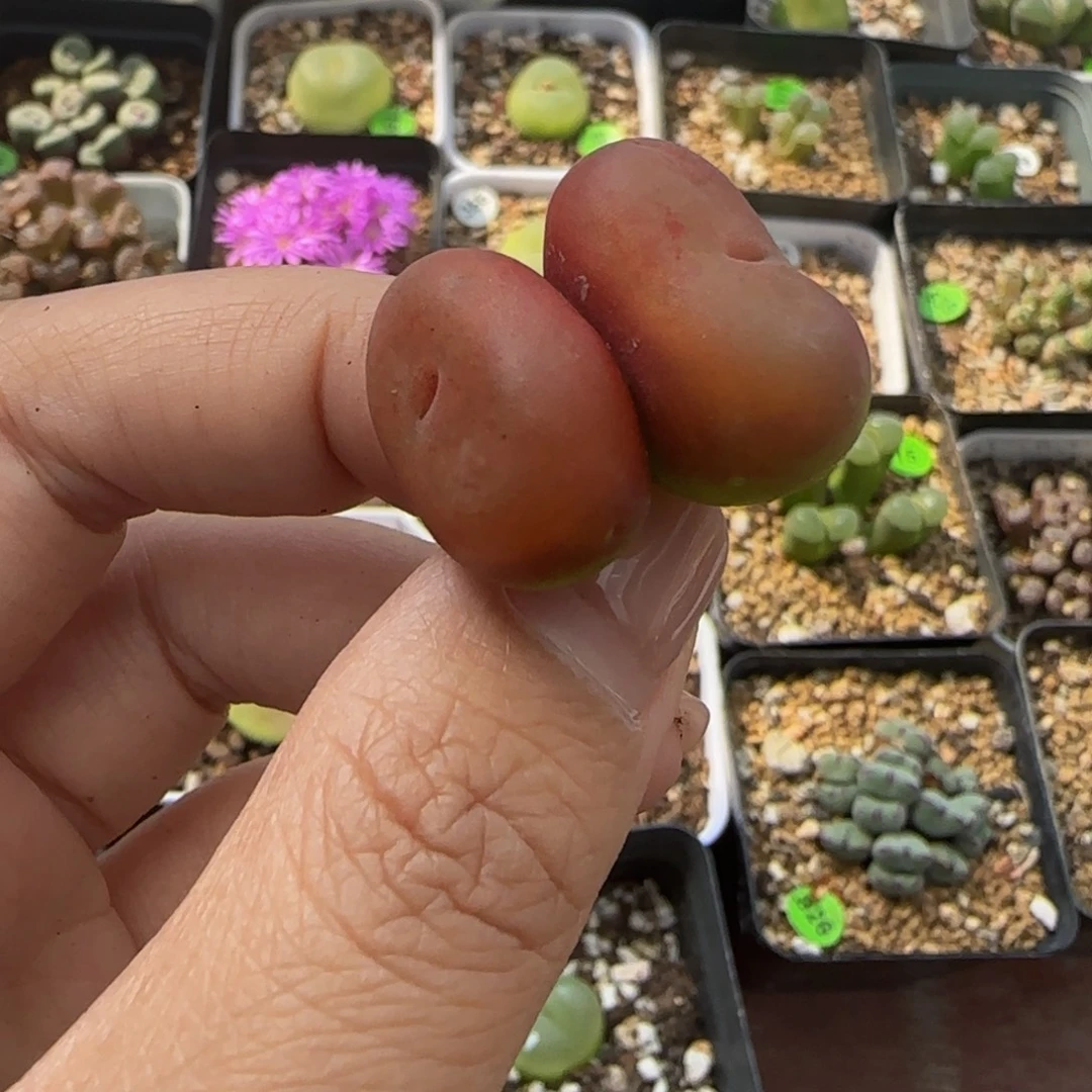 水蜜桃2/2.2cm多肉34