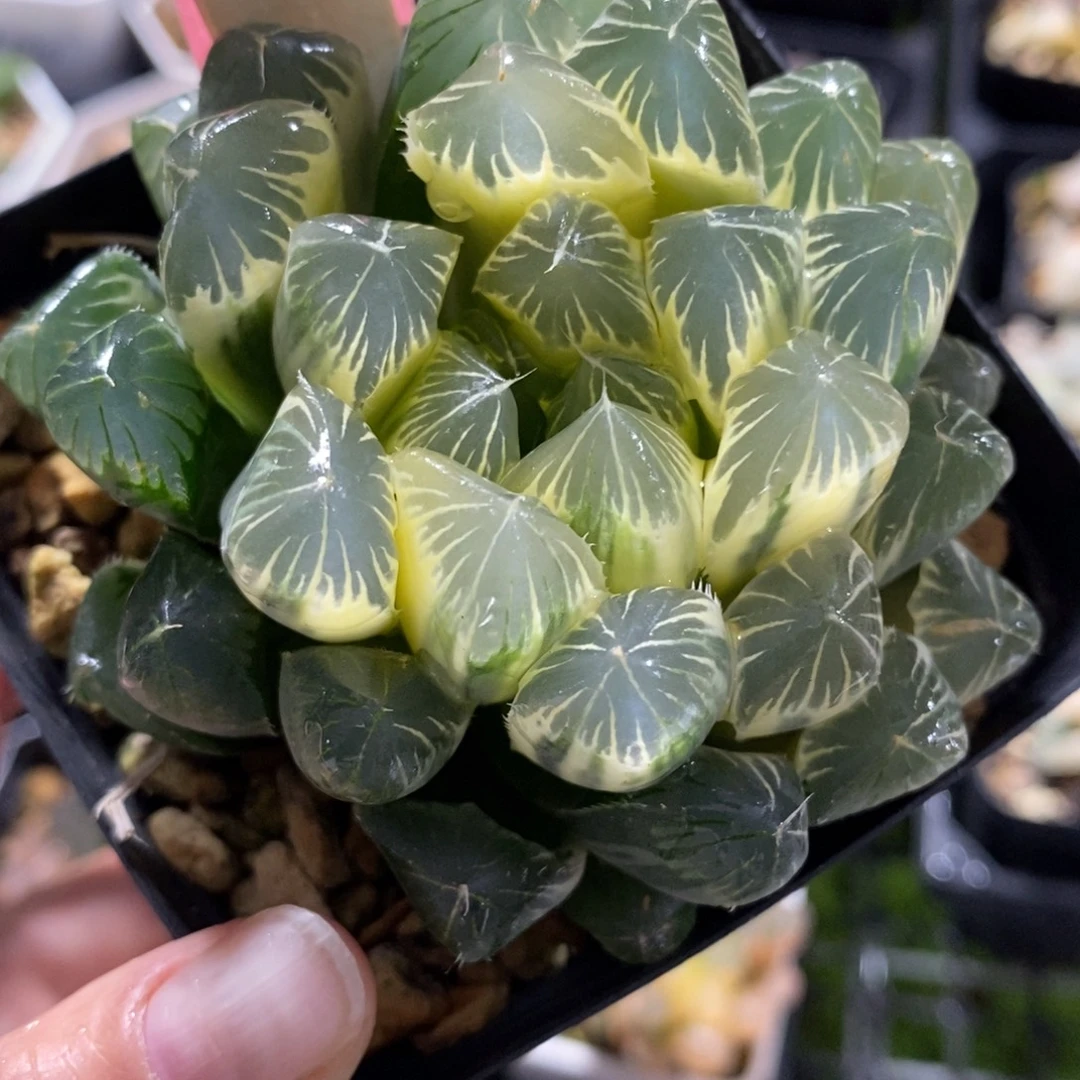 56实生湖斑玉露锦