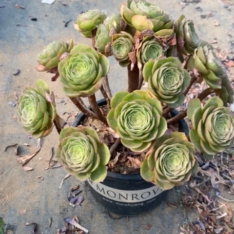 万圣节6多肉植物法师法师法师