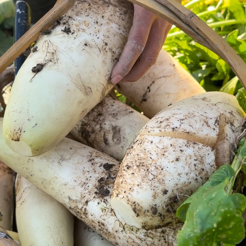 江西赣南农家萝卜露天农家种植带泥白萝卜新鲜萝卜现拔现发