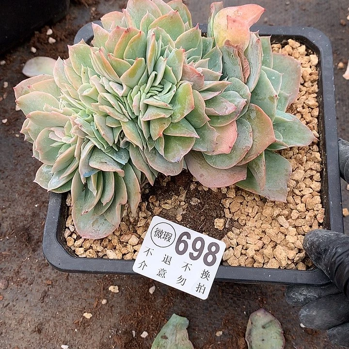 白玉兰缀化 瑕疵 非偏远38包邮节后发请联系客服
