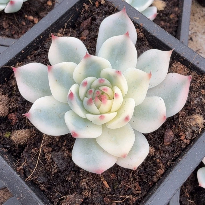 M****岁吉娃娃锦潜力股锦一刻的