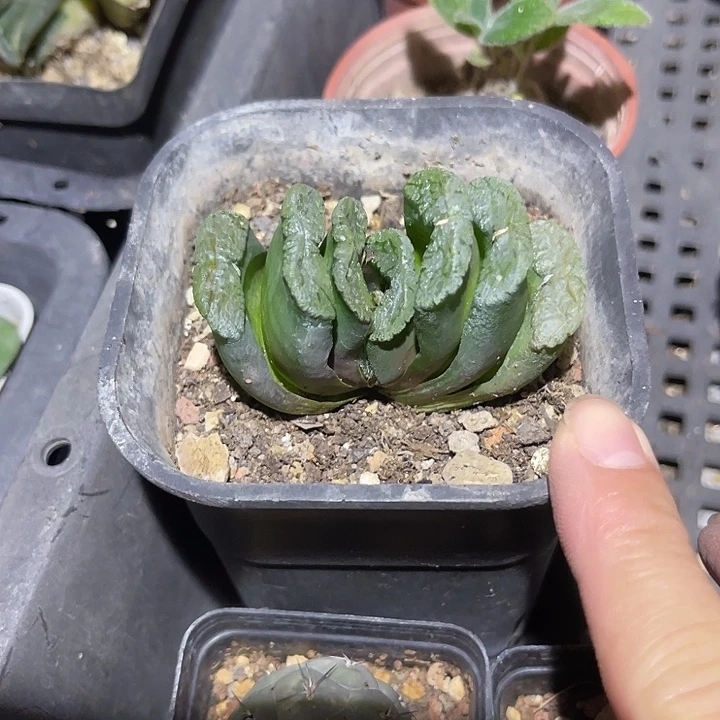 无花朵玉扇一物一拍