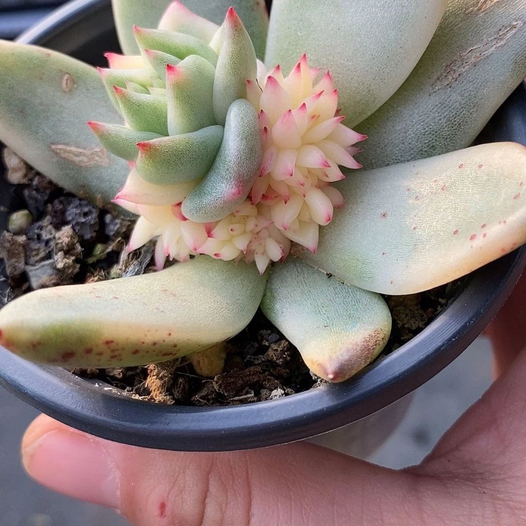 912玛利亚锦底座炸多肉植物