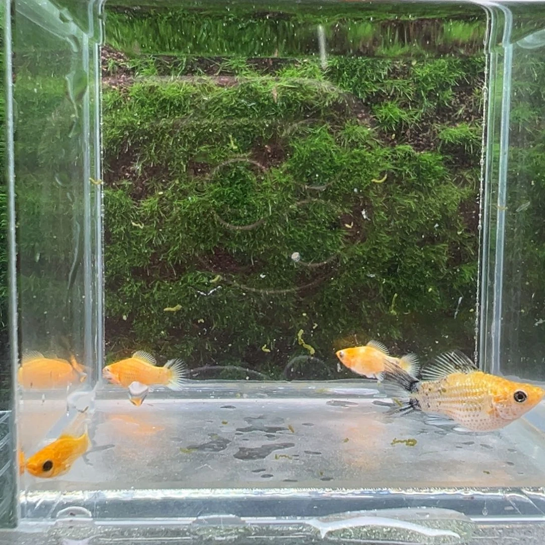 黑玛丽鱼鱼苗4条。