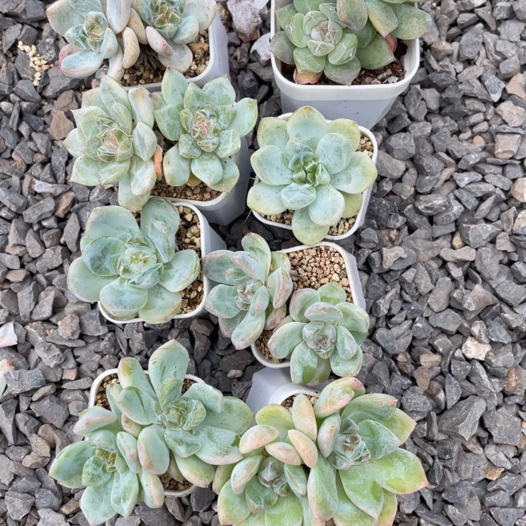 2-9一份八个包邮福利