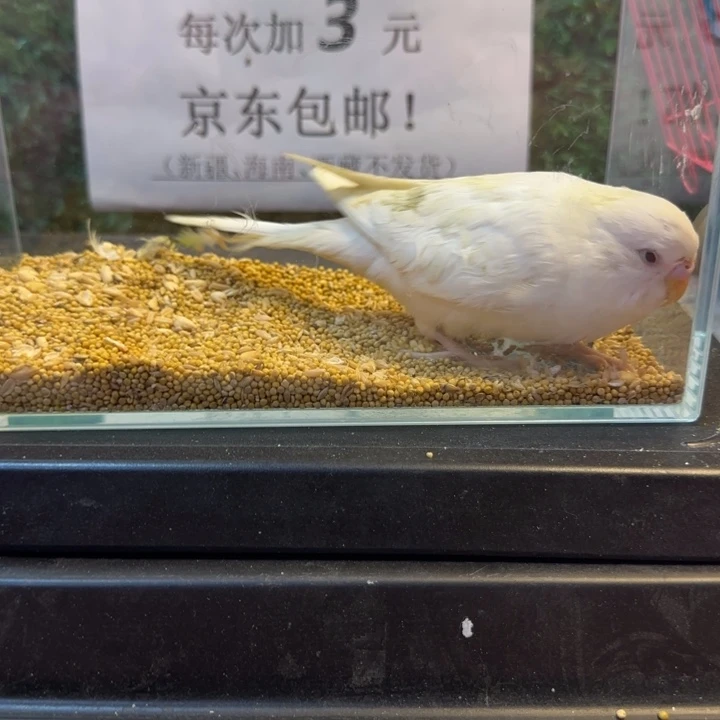 虎皮鹦鹉大头虎皮鹦鹉