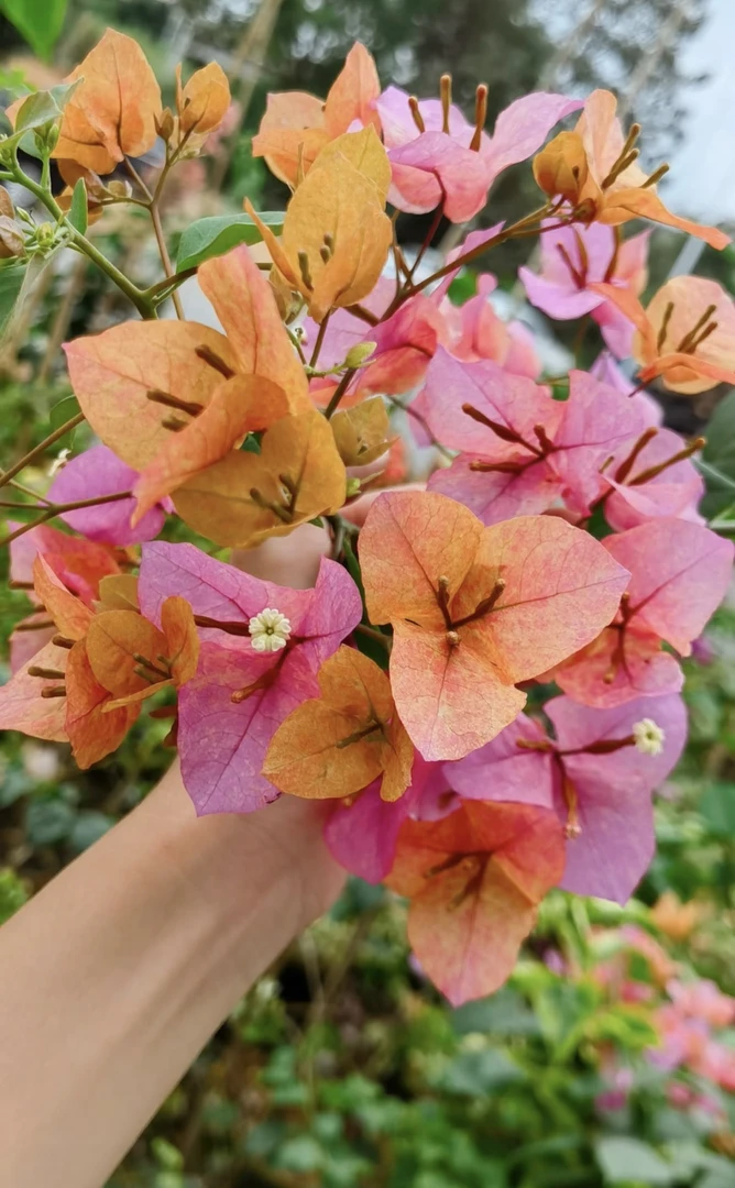 盆苗 【粉九月】三角梅 超勤花