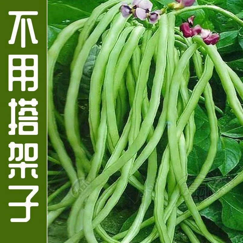 无架豆角种种子春夏秋季地豆不搭架豇豆种籽四季庭院盆栽蔬菜种孑