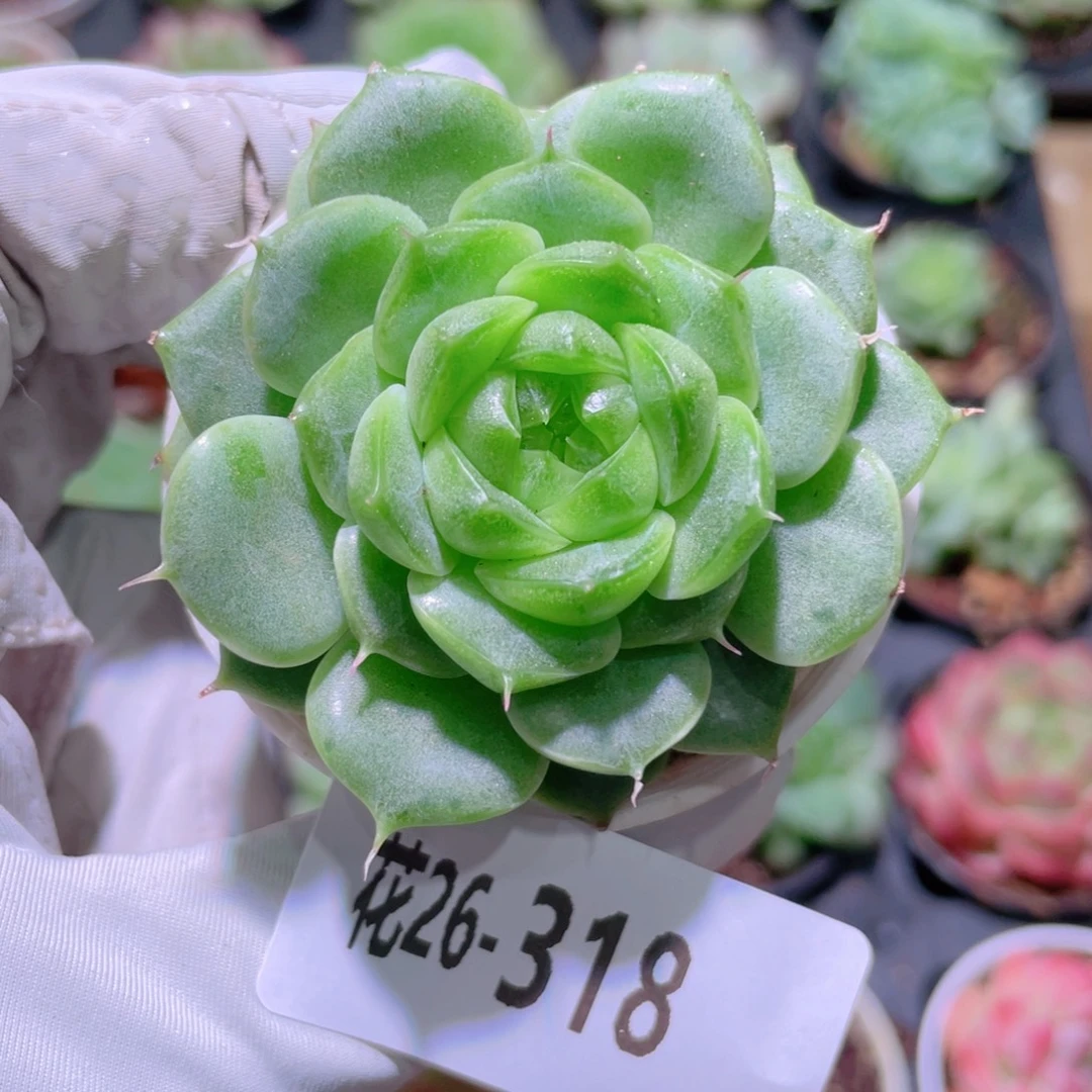 花利美26-318古翠