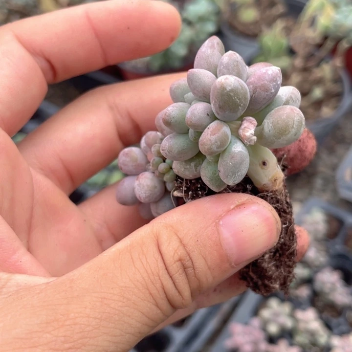 一我一拍满18包邮桃花奶缀化