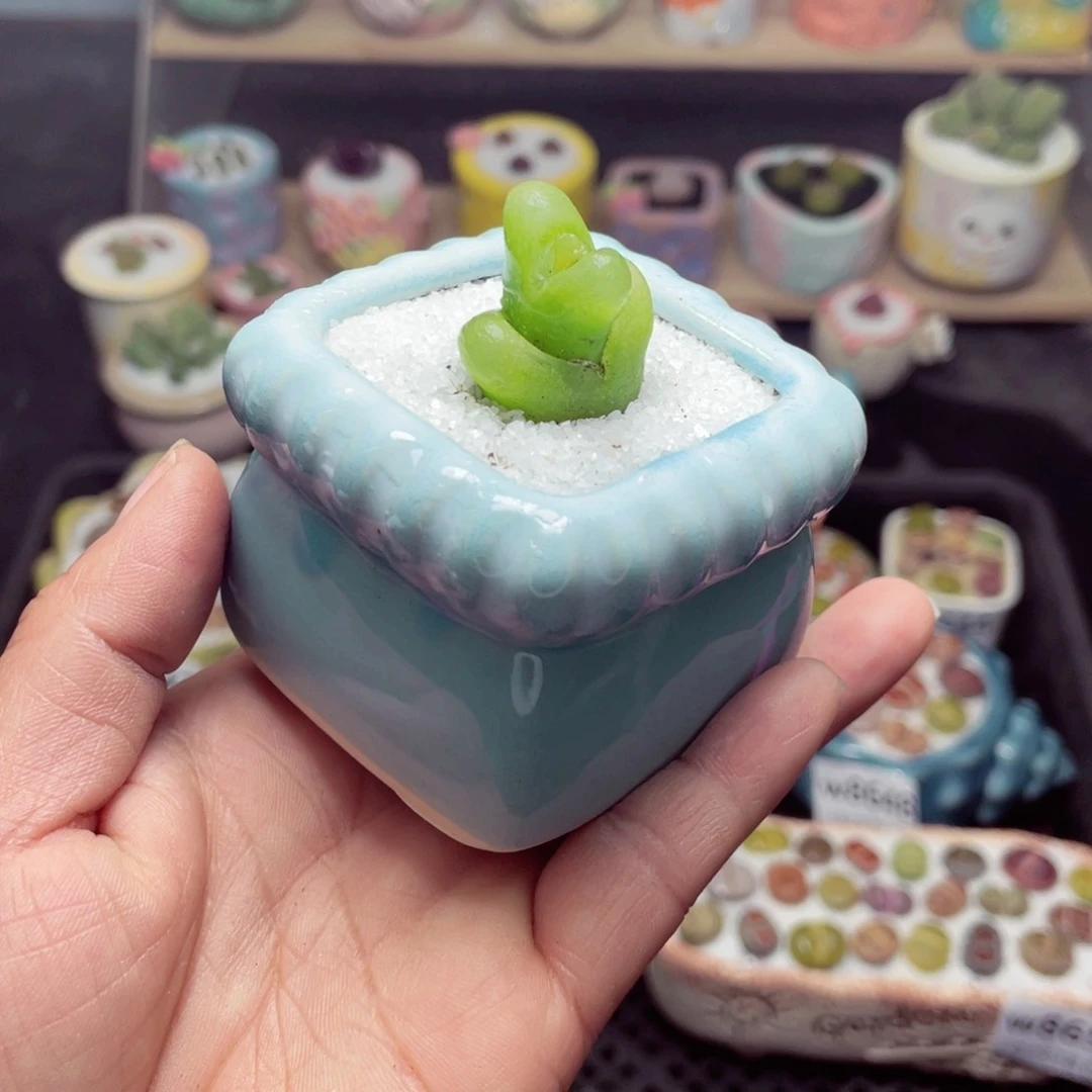 w8657 带盆土发货-零下地区拍保温箱