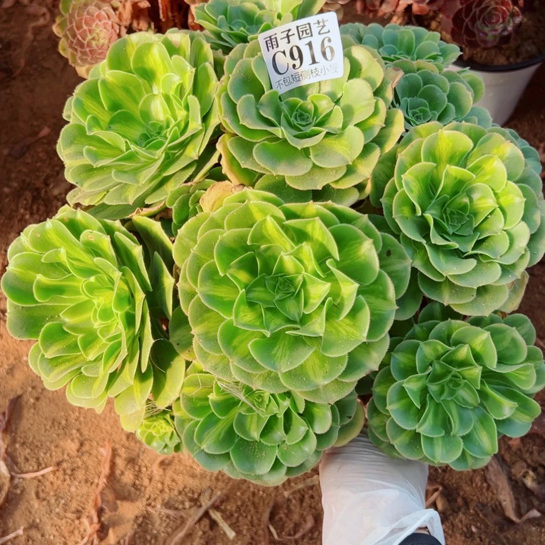 916翡翠琉璃尺寸30左右
