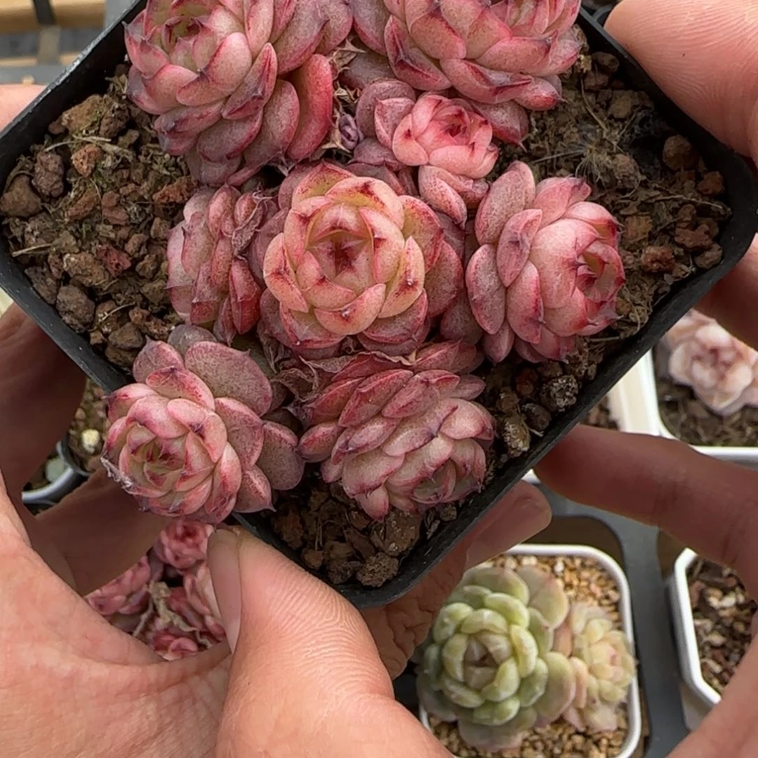 斯***斯麦秆群1111111