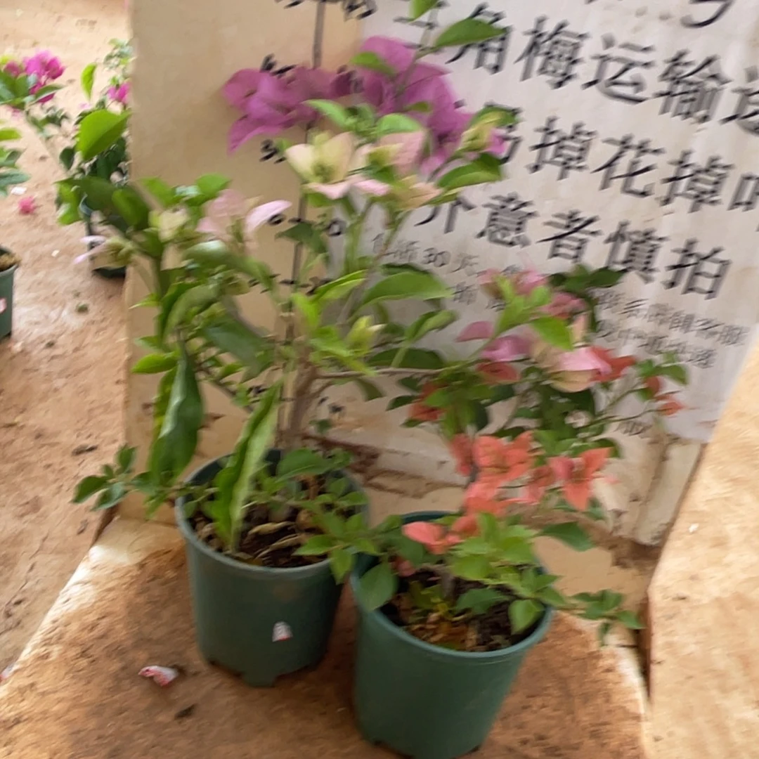 当前无花栽培后可以开花1-1200-2